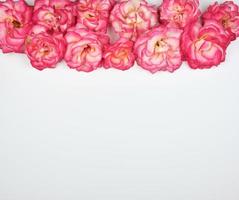 bloeiend bloemknoppen van roze rozen Aan een wit achtergrond, kopiëren ruimte foto