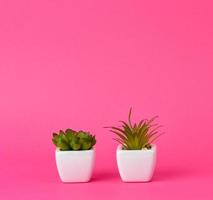 twee keramisch potten met planten Aan een roze achtergrond foto