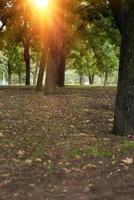 park met bomen in de zonneschijn, Oekraïne foto