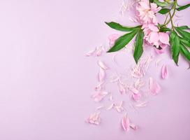 verspreide bloemblaadjes van roze pioen Aan een Purper achtergrond foto