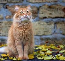 rood kat zittend Aan een houten oppervlakte tussen geel bladeren foto