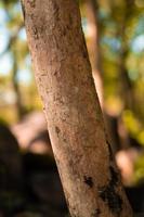de bruin hout en de takken van een boom staand in de oerwoud foto