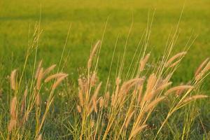 gras bloemen bloeiend in de rijst- veld- achtergrond foto