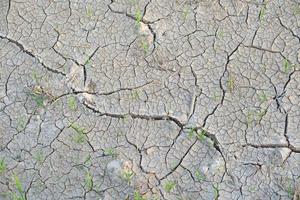 rijst- stengels in de droog grond gebarsten foto