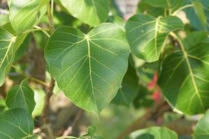 groen bodhi blad achtergrond in Thais tempel foto