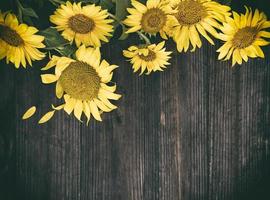 bloeiend geel zonnebloemen Aan een bruin houten achtergrond foto