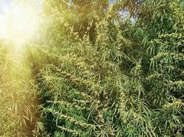 groot groeit groen hennep struiken Aan een zomer dag foto