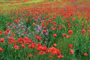 veld- met rood bloeiend klaprozen Aan een voorjaar dag foto