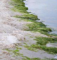 zanderig kust met groen algen na een storm foto