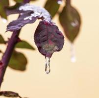 bevroren laten vallen van water Aan een blad van een roos foto