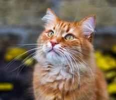 portret van een pluizig rood kat Aan de straat foto