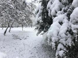 bomen gedekt met een dik laag van sneeuw foto