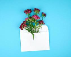 Turks anjer dianthus barbatus bloem bloemknoppen en een wit papier envelop foto