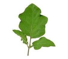 vers groen blad aubergine geïsoleerd Aan een wit achtergrond foto