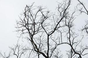 droge bomen en grijze lucht foto