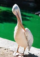 een groot wit pelikaan staat Aan de kust van een vijver foto