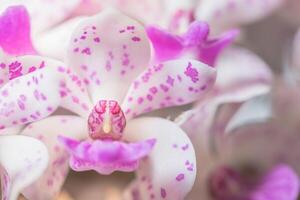 orchideebloem close-up foto