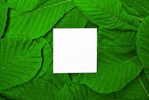 wit leeg blad tussen groen bladeren van kastanje foto