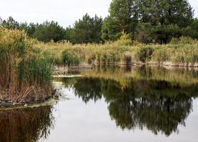 meer visie met boom reflecties foto