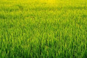 rijstveld bij zonsopgang foto