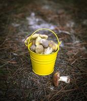 eetbaar wild champignons in een geel emmer foto