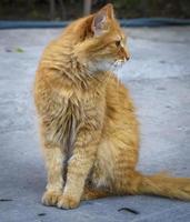 pluizig rood kat zittend Aan de asfalt foto