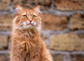 portret van een volwassen pluizig rood kat met groen ogen foto