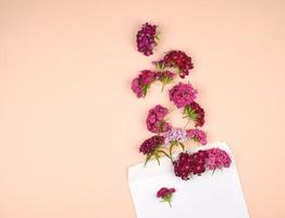 Turks anjer dianthus barbatus bloem bloemknoppen en een wit papier envelop foto