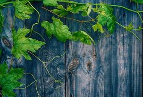 jong groen druif Liaan Aan grijs houten oppervlakte foto