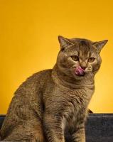 portret van een volwassen grijs Schots Rechtdoor kat Aan een geel achtergrond foto