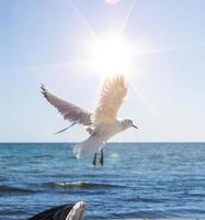 vliegend zee meeuw in de stralen van de zon, zwart zee foto