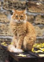 portret van een groot rood kat op zoek Bij de camera foto