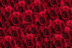 rode roos bloemen achtergrond foto
