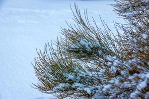 ephedra distachie groeit in de tuin gedurende de winter seizoen. de takken van de fabriek zijn gedekt met sneeuw. foto