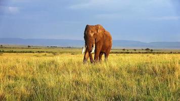 wild olifanten in de bushveld van Afrika Aan een zonnig dag. foto