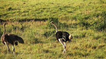 wild vogel struisvogel in de savanne van Afrika. foto