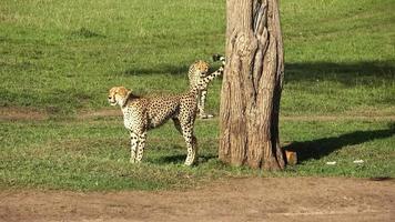 cheeta's in de wild van Afrika in zoeken van prooi. foto