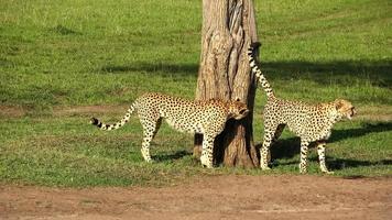 cheeta's in de wild van Afrika in zoeken van prooi. foto