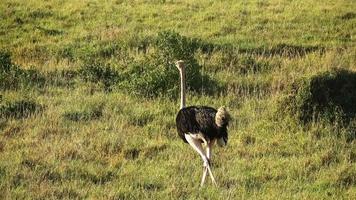 wild vogel struisvogel in de savanne van Afrika. foto