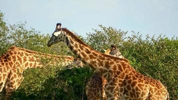 mooi giraffe in de wild natuur van Afrika. foto