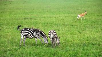 wild zebra's in de savanne van Afrika. foto