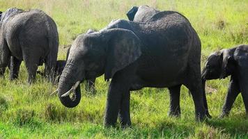 wild olifanten in de bushveld van Afrika Aan een zonnig dag. foto