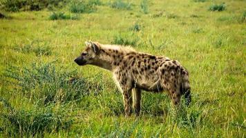 wild hyena's in de savanne van Afrika. foto