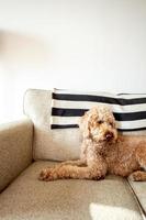 goldendoodle hond huisdier foto