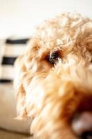 goldendoodle hond huisdier foto