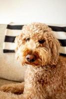 goldendoodle hond huisdier foto