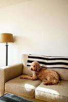 goldendoodle hond huisdier foto