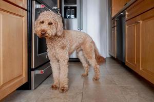 goldendoodle hond huisdier foto