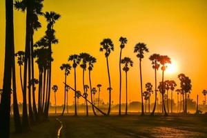 landschap van suiker palm boom gedurende schemering zonsopkomst Bij Pathum Thani provincie, thailand foto