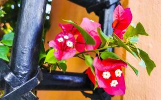 bougainvillea roze bloemen bloesems Aan bomen playa del carmen Mexico. foto